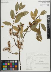 Foto von Salix pentandra L.
